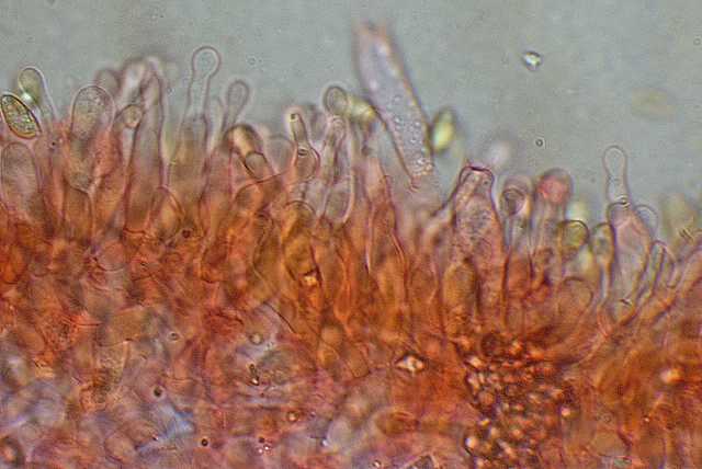 Galerina spec. Cod.DSCN 9065